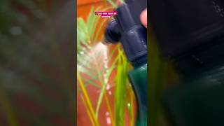 🌱careplantcare plant plantparent plantlover houseplants bestindoorplants sukoonshortvideo [upl. by Ssegrub]