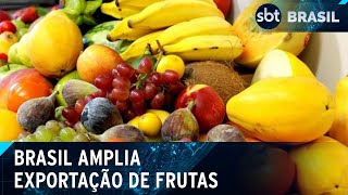 Faturamento com as exportações de frutas brasileiras cresceu quase 30  SBT Brasil 270424 [upl. by Dnyletak]