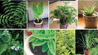 MEDICINAL PLANTS AND ITS USES IN TAMIL [upl. by Au]