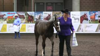 2014 Breeders Halter Futurity Experience [upl. by Duncan]