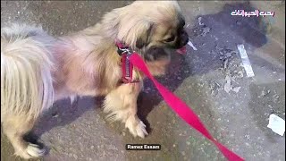 كلب بيكنواه سوبر كيوت  Super Cute Pekingese Dog [upl. by Atirihs305]