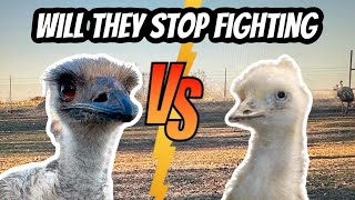 White Emus VS Blonde Emus [upl. by Fabiola]