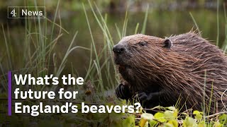 Beaver away are England’s beavers helping or harming [upl. by Emilie589]