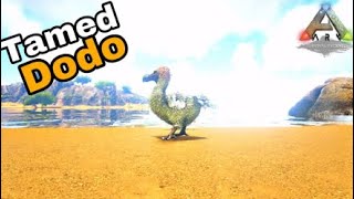 How to tame a Dodo in Ark Survival Evolved [upl. by Inglis]