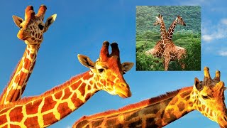 quotGiraffe Adventures The Cutest and Tallest Animal Momentsquot [upl. by Eittap]