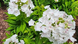 Plant Spotlight Garden Phlox A gorgeous reliable perennial that beautifies the garden [upl. by Todd]