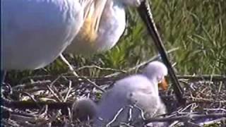 Hungry Baby Spoonbills [upl. by Losiram]