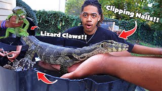 How I Trim My Lizards Crazy Sharp Claws A StepbyStep Guide [upl. by Aracal]