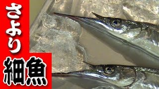 【細魚】さよりのさばき方（Japanese halfbeak）大名おろし刺身編 [upl. by Odnomar384]