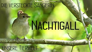 Nachtigall Gesang [upl. by Assil]