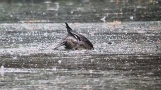 Pintails Little Marlow GP [upl. by Ong]