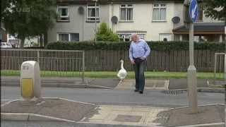 One man and his goose in Moneymore [upl. by Comptom]