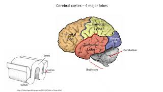 Neurobiology 18 Parts of Brain [upl. by Laurianne]