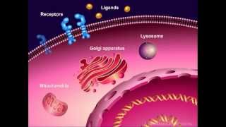 Introduction to Cancer Biology Part 1 Abnormal Signal Transduction [upl. by Vadim]