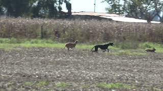 galgos de campo galgos y liebres [upl. by Cormack]