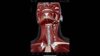 Infrahyoid Muscles Visible Body [upl. by Weibel]