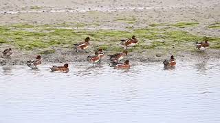 Wigeons group fight [upl. by Eat476]