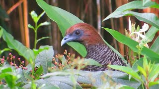 Aracuã escamoso ave silvestre Livre na natureza Ortalis squamata Scaled Chachalaca [upl. by Ailemac]