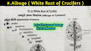 Albugo part1  White Rust of Crucifers  Albugo Structure and Reproduction BSc 1st year Botany [upl. by Maxey207]