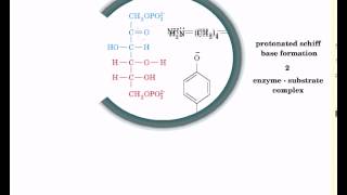 Reaction mechanism of aldolase [upl. by Eiuqnimod]