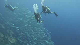 Surrounded by a Massive School of Trevally in Tifore Halmahera  Ocean Wonders [upl. by Eniala]