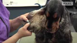 Grooming Guide  Cocker Spaniel  SalonPet Trim  Pro Groomer [upl. by Zaragoza]