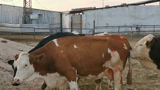 New Simmentals Arrived to Our Farm  Farming  15 l Animal Mating [upl. by Eelyab]