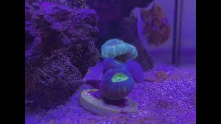 Timelapse of Candy Cane coral feeding and eating [upl. by Nyleahs]