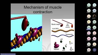 Biochemistry and metabolism of the muscle By Dr Alfarazdek [upl. by Berlauda]