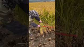 RT 78776 mini rotary tillage and ridging allin one tree 🌲 short view [upl. by Cadman]