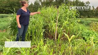 Sorghum Sudangrass and Pearl Millet YouTube Video [upl. by Heiskell924]