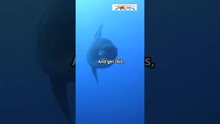 Sunfish The Oceans Floating Wonder Sunfish AnimalFacts SubscribeOceanGiants WildlifeWonders [upl. by Gnouh781]