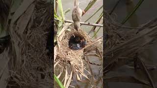 Baby Birds Hunt for Grasshoppers EP267 AvianHunger NestlingFeeding BirdBehavior BirdEcology Or [upl. by Eggett493]