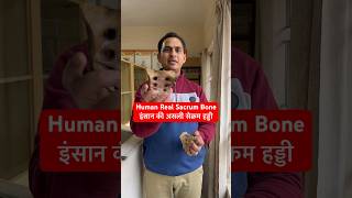 Human Real Sacrum Bone  इंसान की असली सेक्रम हड्डी shorts trending viral youtubeshorts short [upl. by Memory]