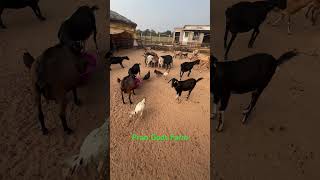 Goat feeding  desi goat farm  goat farming farming goatfarming animals viralvideo goatfarm [upl. by Osnofla349]