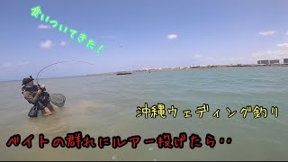 ベイトの群れにルアー投げたら‥ [upl. by Pam]