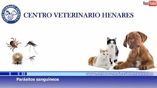 Leishmania FilariaParásitos sanguíneos en perros [upl. by Killam615]