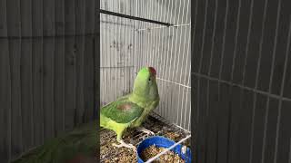 parrot birds cute parrottalking animals parroting [upl. by Atonsah]