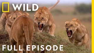 SPECIAL Cat Fight Full Episode  Animal Fight Night [upl. by Nohsyt57]