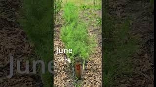 Fenchel farming smallfarm vegetables vegetablegarden garden gardening vegetablecultivation [upl. by Behka]