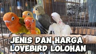 Jenis lovebird dan harga usia lolohan dikandang JF21 [upl. by Suoivatram]