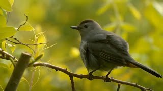 Birding at Home A Beginners Guide [upl. by Graniah]