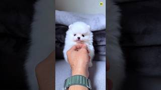 Cute Funny Pomeranian Dog viral Shorts Video  Pomeranian puppies shorts video viral shorts pets [upl. by Lowell]