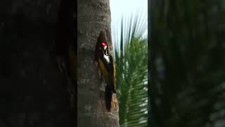 Blackrumped flameback woodpecker [upl. by Maghutte]