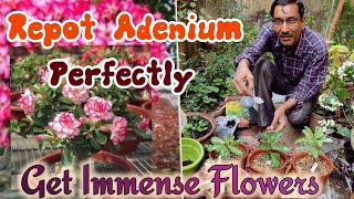 Best Potting Soil Medium For Adenium to get Immense Flowering  Adenium Potting mix [upl. by Arodnahs]