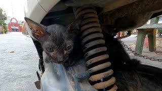 Feed hungry kitten at pagoda stray kitten need food so much [upl. by Marb]