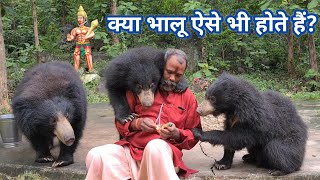 Bears at Mungai Mata Mandir मुंगई माता मंदिर भालू दर्शन Shankar Nayak [upl. by Ettesil]