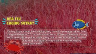 CACING SUTRA SUPER [upl. by Mahgirb]