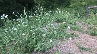 Hoary alyssum identification [upl. by Unders]