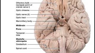 Chapter 12 Lecture B Diencephalon Brain Stem [upl. by Ailices996]